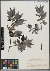 Foto von Salix urbaniana Seemen